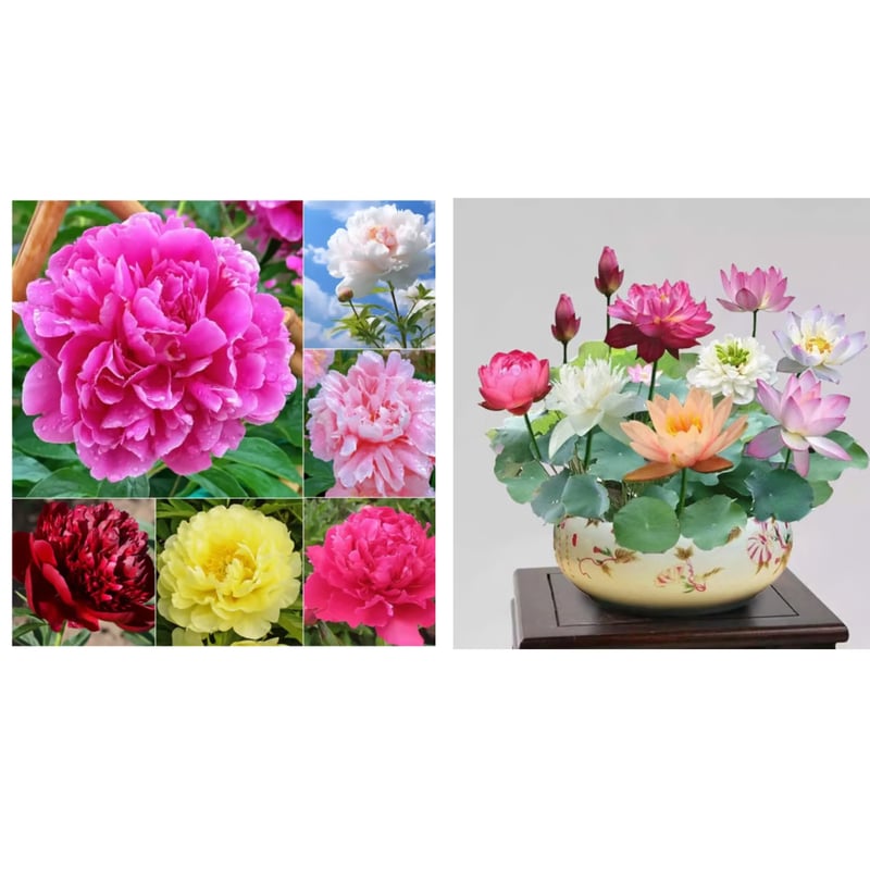 🔥ÚLTIMO DÍA 45% DE DESCUENTO🌺REINA DE LAS FLORES - DOBLE ESPUMA-ES