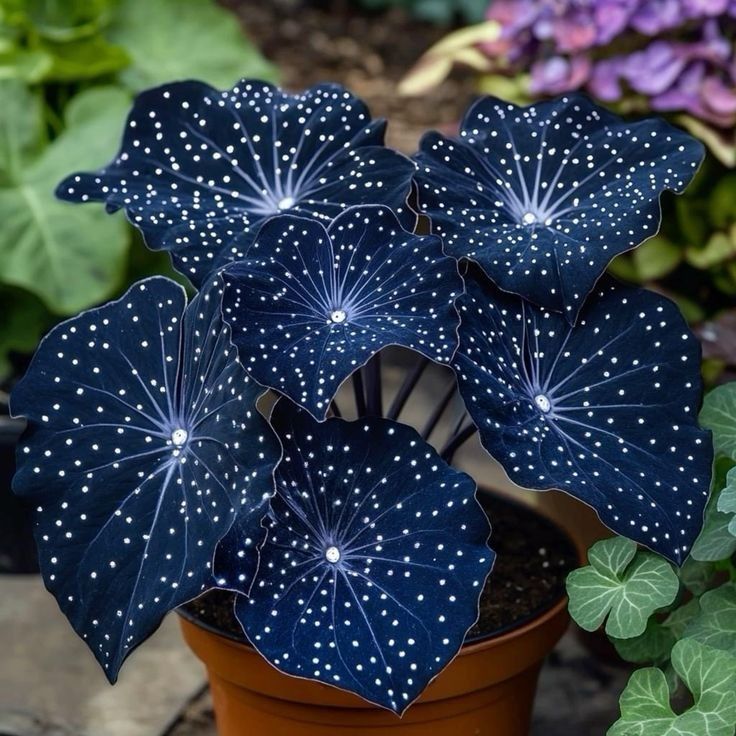 🌟Nocnoniebieska Hosta – wspaniały dodatek do Twojego domu! 🌟