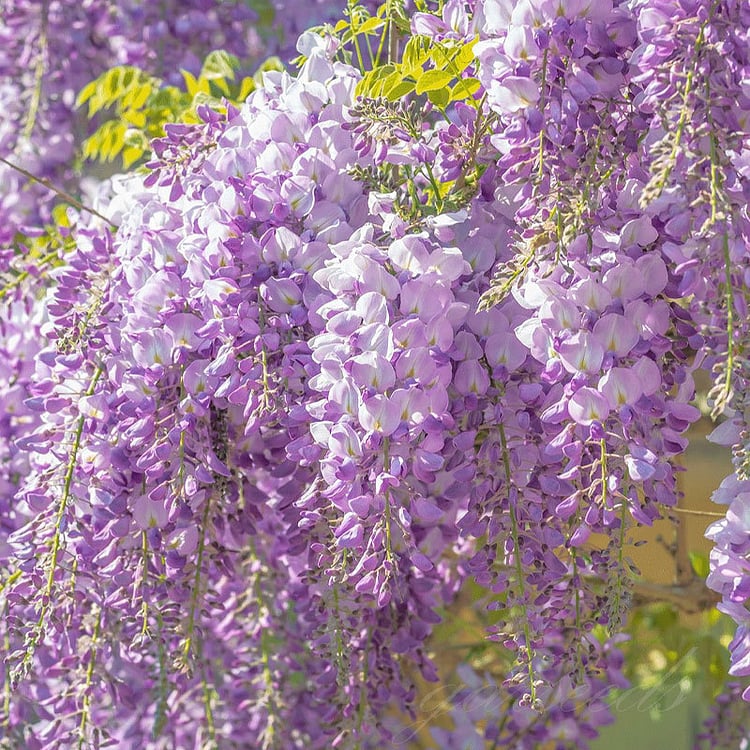 🌸Σπόροι Γλυκίνης – Η Ομορφιά του Κήπου Όλο το Χρόνο💗-GR