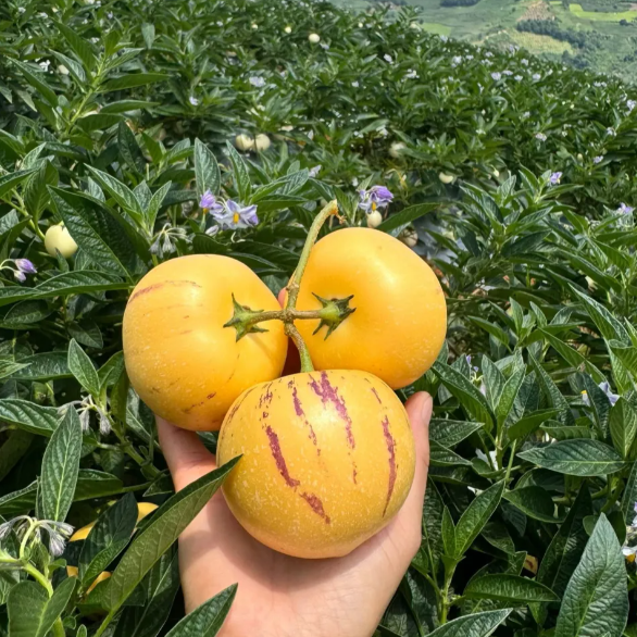 Ženšenni vili Pepino meloniseemned-Solanum Muricatum-EE