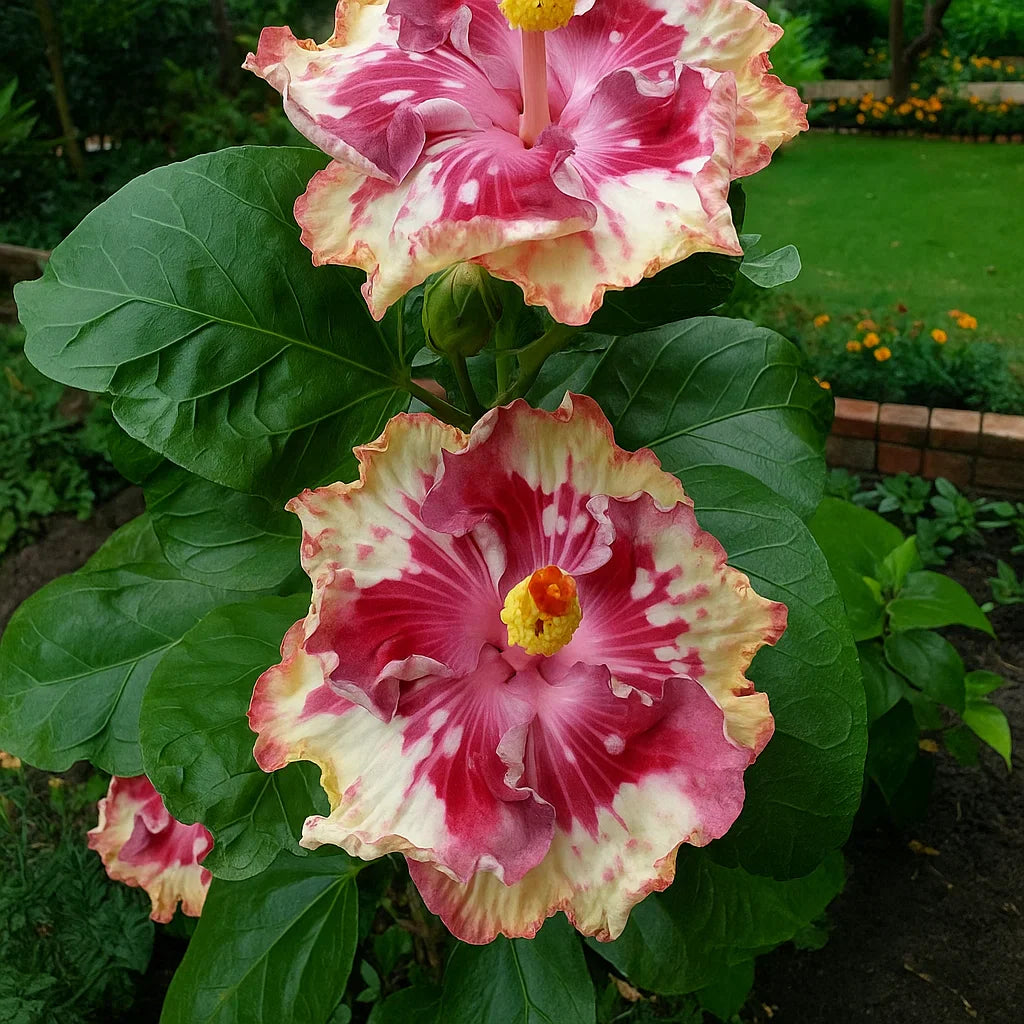 🔥 ГОРЕЩА РАЗПРОДАЖБА - 50% ОТСТЪПКА 🔥🌸 Двойни семена за хибискус - Лесни за отглеждане 🌸
