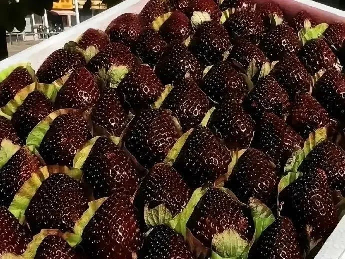 Semená obrovskej jahody Black Diamond – sladké, výživné a ľahko sa pestujú doma -SK