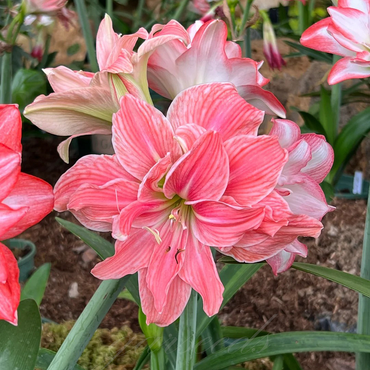 Луковици на амарилис с двоен цвят🌼