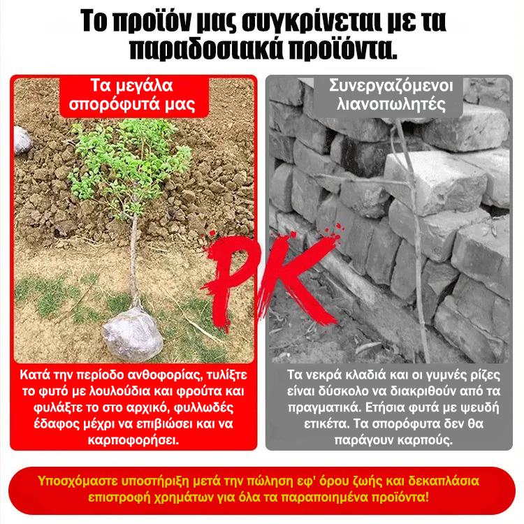 Σπορόφυτα πεκάν εισαγόμενα από την Αμερική-GR