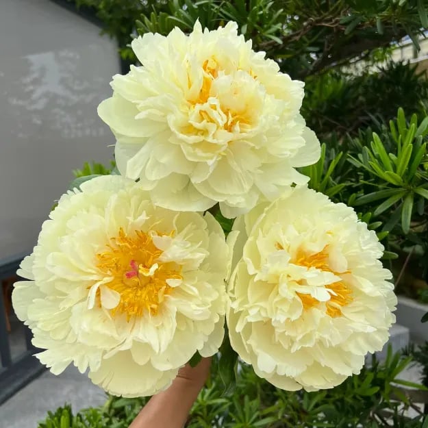 🔥ÚLTIMO DÍA 45% DE DESCUENTO🌺REINA DE LAS FLORES - DOBLE ESPUMA-ES