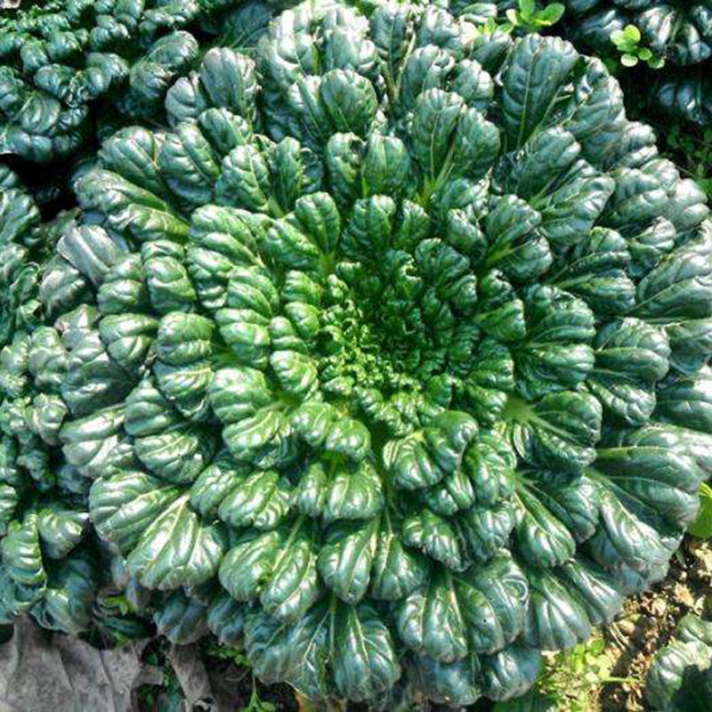 Семена от Brassica Narinosa (WuTat Choy)