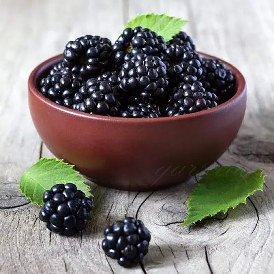 🍇🌿 Semená moruše – jednoduché pestovanie doma 🌱 Predaných už viac ako 10 000 balení semien🏆🏆-SK🏆