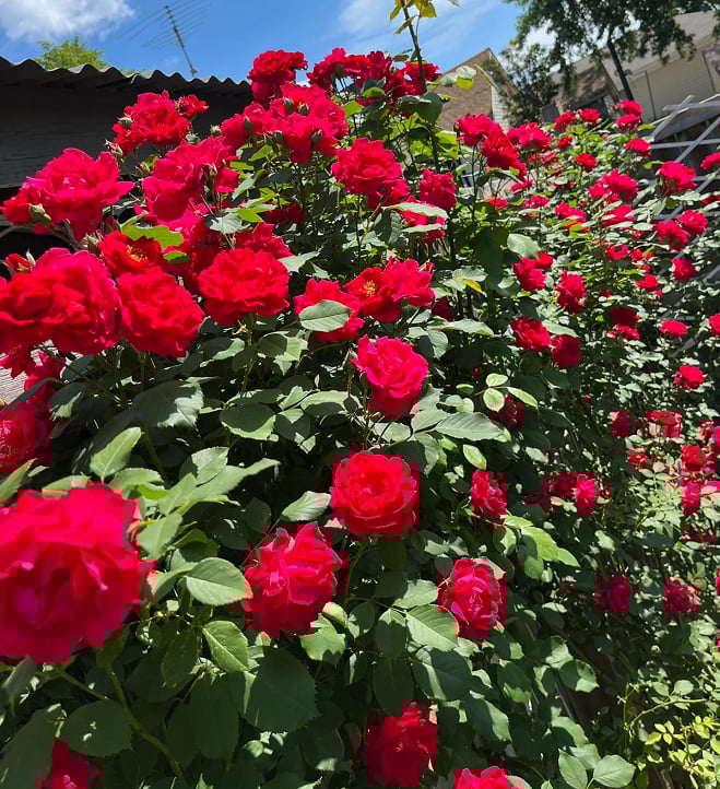 🌺Семена от катерлива роза