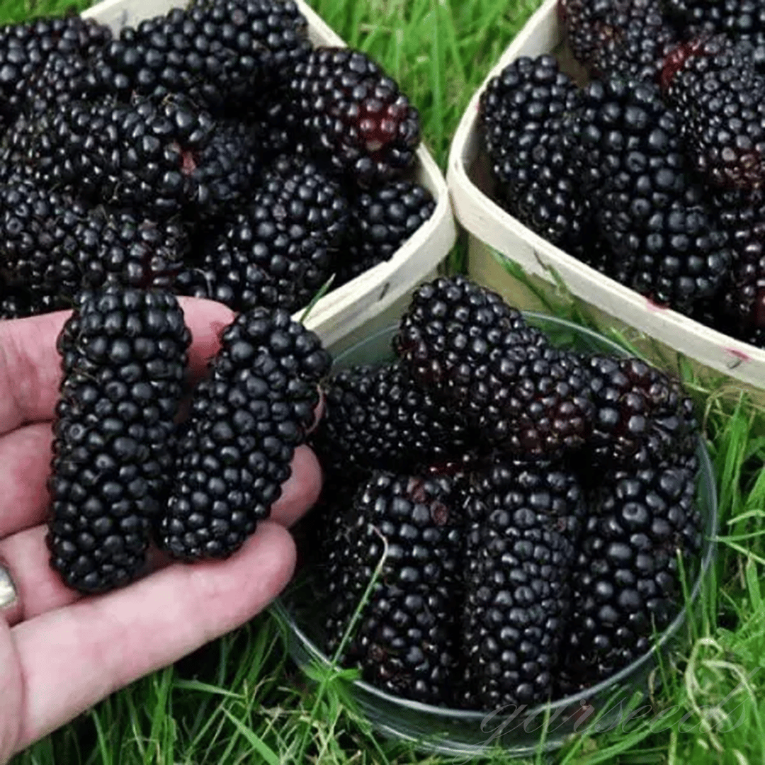🍇🌿 Semená moruše – jednoduché pestovanie doma 🌱 Predaných už viac ako 10 000 balení semien🏆🏆-SK🏆