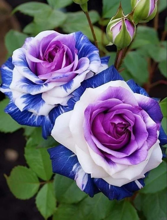 💙СЕМЕНА ОТ РОЗА BLUE ECHANTRESS✨