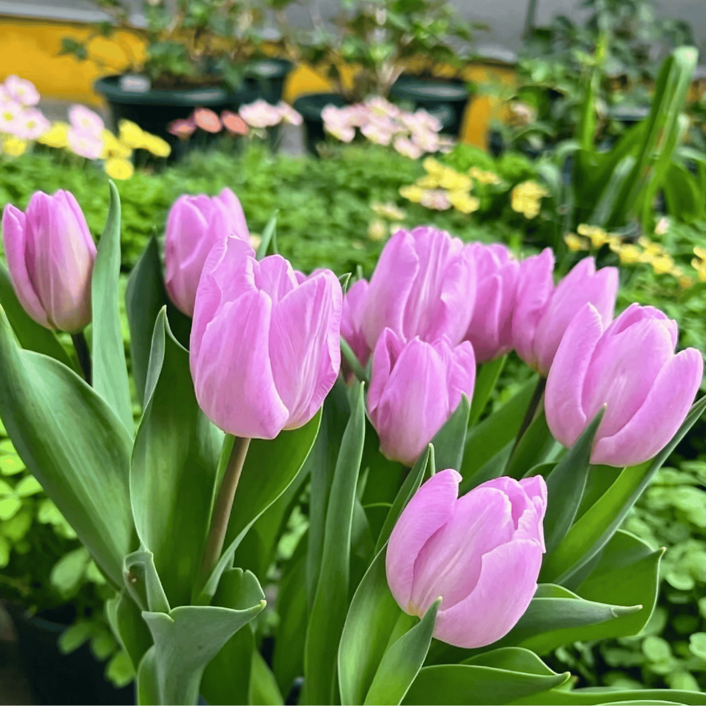 🌷Redka semena tulipanov – pisani spomladanski cvetovi za lončke, gredice in vrtove-SI