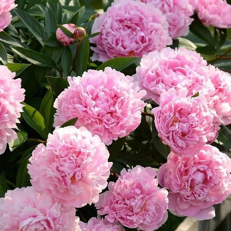 🔥ÚLTIMO DÍA 45% DE DESCUENTO🌺REINA DE LAS FLORES - DOBLE ESPUMA-ES