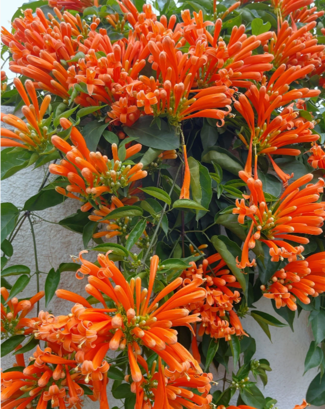 Семена от цветя Firecracker