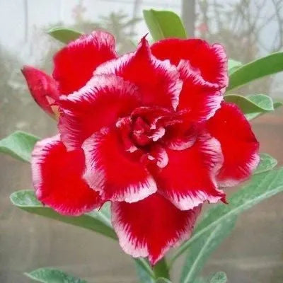 ✨Dykumos rožė🌹Atspari karščiui✨-LT