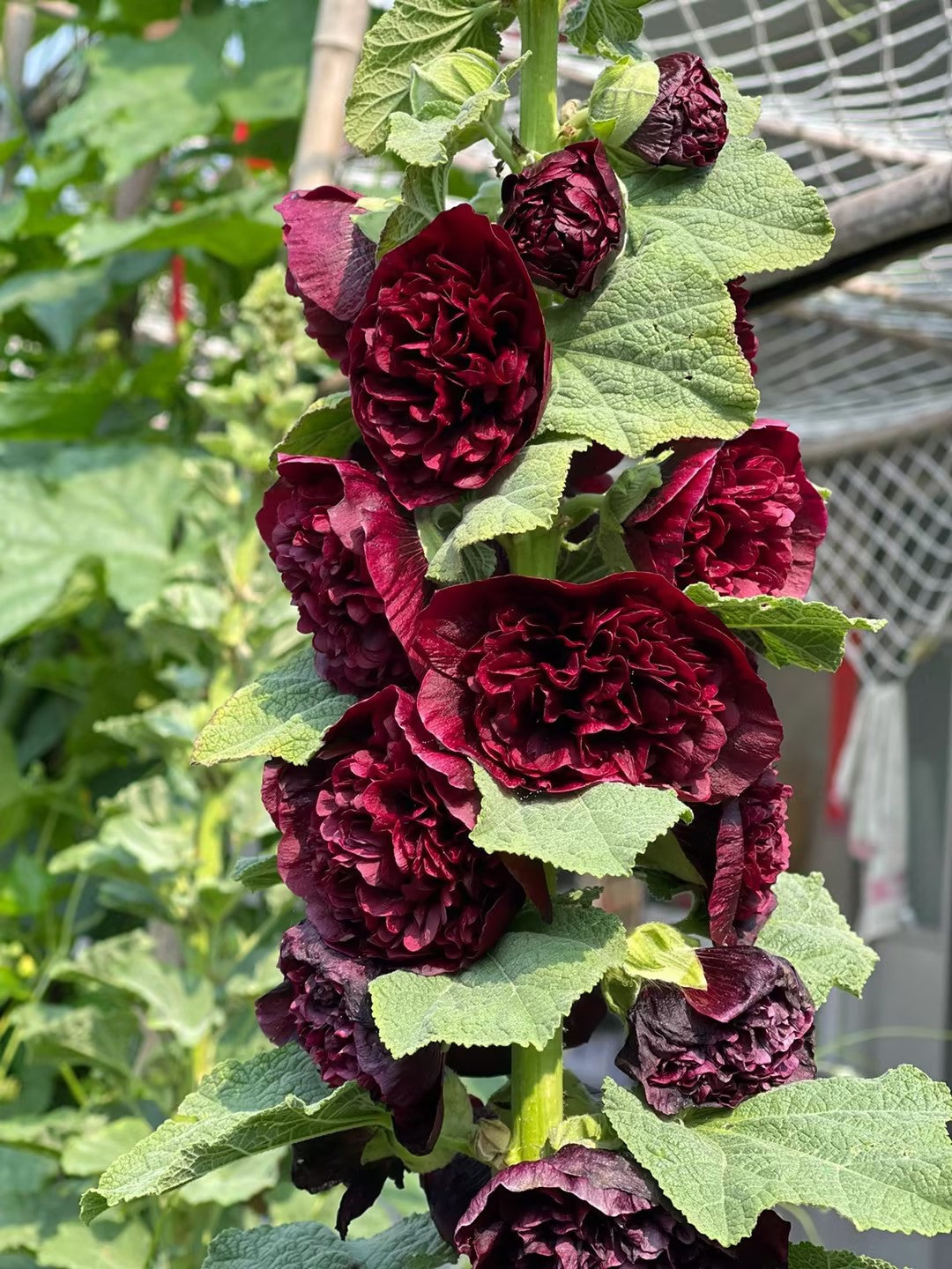 semillas de malva de dos pétalos-ES