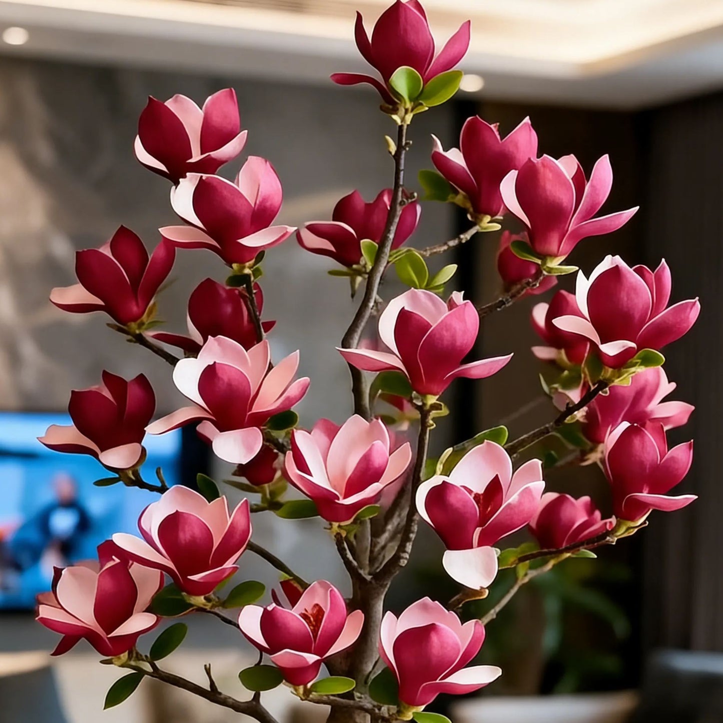 Луковици на Magnolia liliiflora (лилави орхидеи) 🌸 Цветовете крият листа, ароматът изпълва въздуха