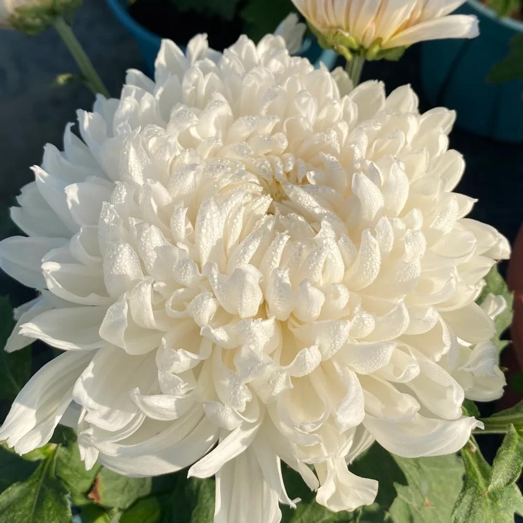 🌺Elegantsi lill🌼Hiiglasliku krüsanteemi seemned-EE