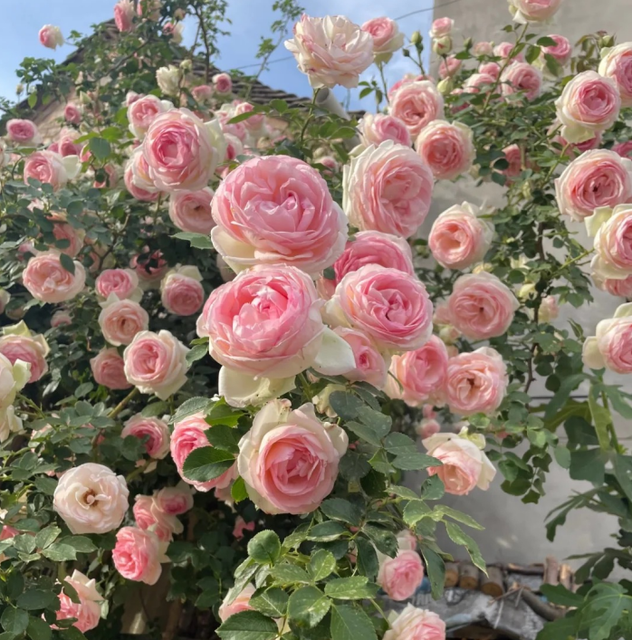 🌈 Висококачествени катерливи рози 🌹 Бързорастящи, лесни за грижа и много ароматни ✨ Перфектни за всяка градина