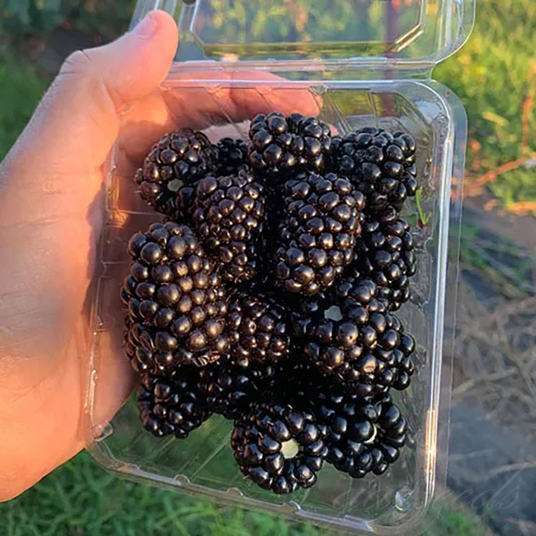 🍇🌿 Semená moruše – jednoduché pestovanie doma 🌱 Predaných už viac ako 10 000 balení semien🏆🏆-SK🏆