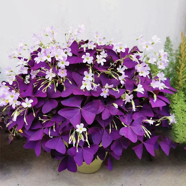 💜Луковици от лилав киселец за късмет