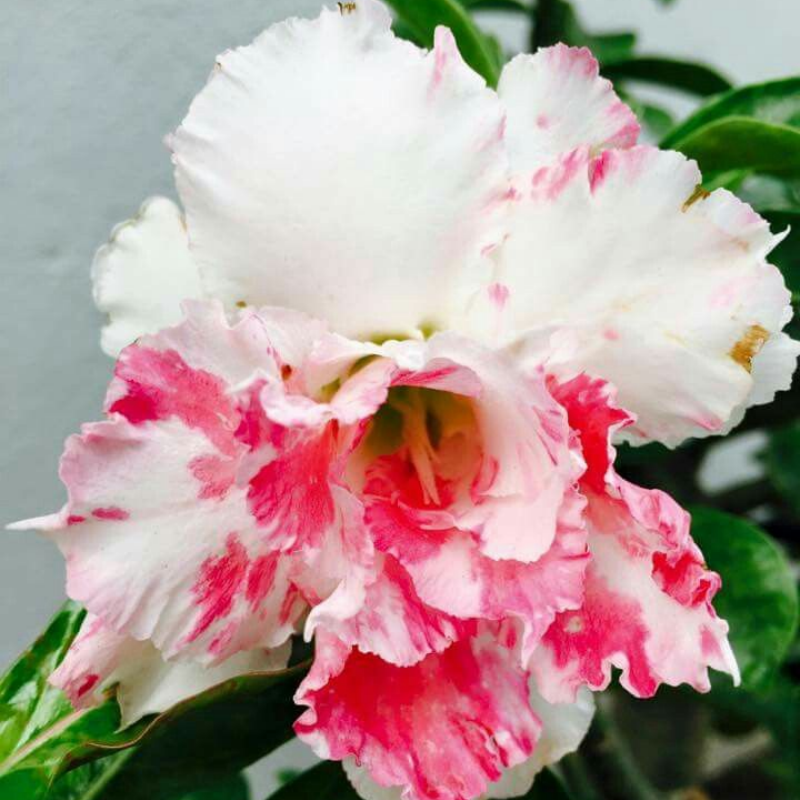 🎁Lukovice pustinjske ruže🌵Vrlo jednostavne za njegu! 🌸Lukovice Adenium Obesum-HR