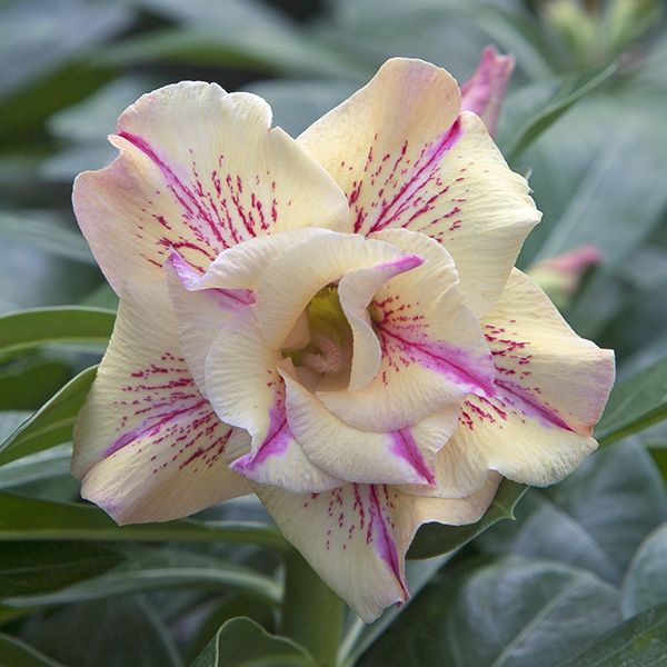 🎁Lukovice pustinjske ruže🌵Vrlo jednostavne za njegu! 🌸Lukovice Adenium Obesum-HR