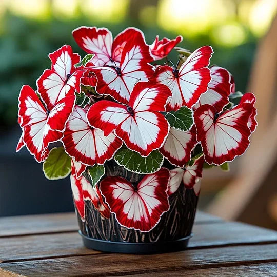 💥 Нови бегонии 🦋 Семена на пеперудена бегония 🌱 Бонсай, какъвто никога не сте виждали преди