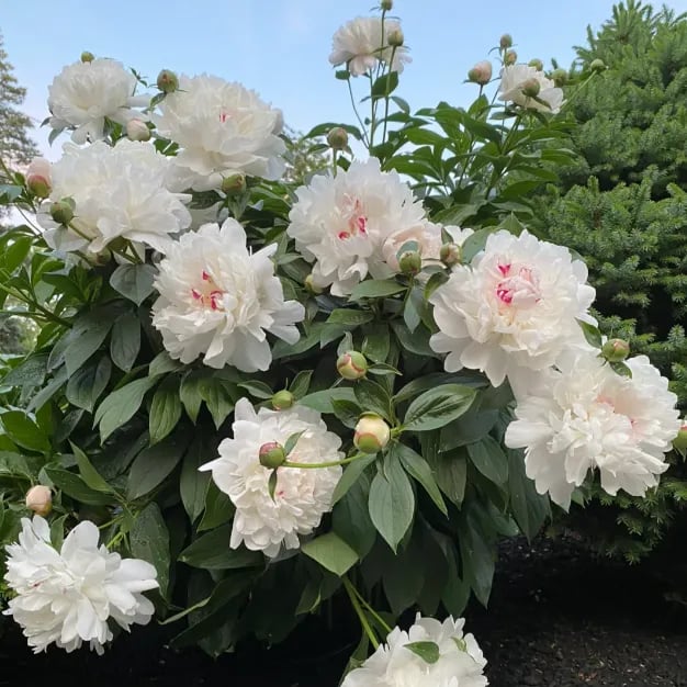 🔥ÚLTIMO DÍA 45% DE DESCUENTO🌺REINA DE LAS FLORES - DOBLE ESPUMA-ES