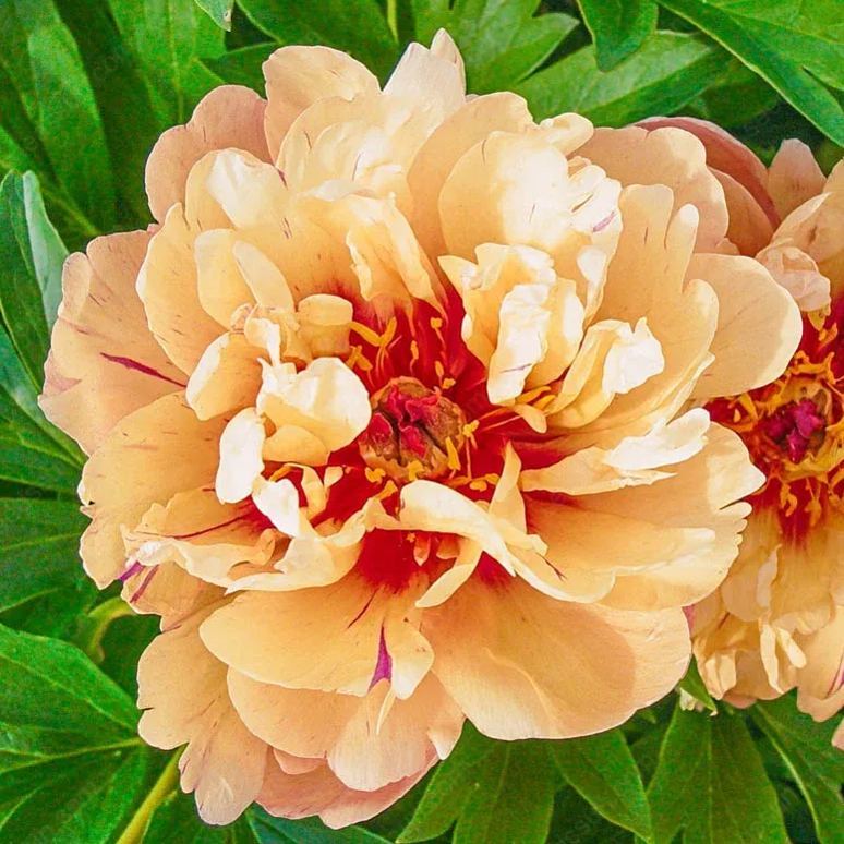 🌸 Redke čebulice plezajočih potonik🪴 Veliki, dvojni cvetovi, zmrzlinsko odporna trajnica, enostavna za gojenje, priljubljena vrtna rastlina