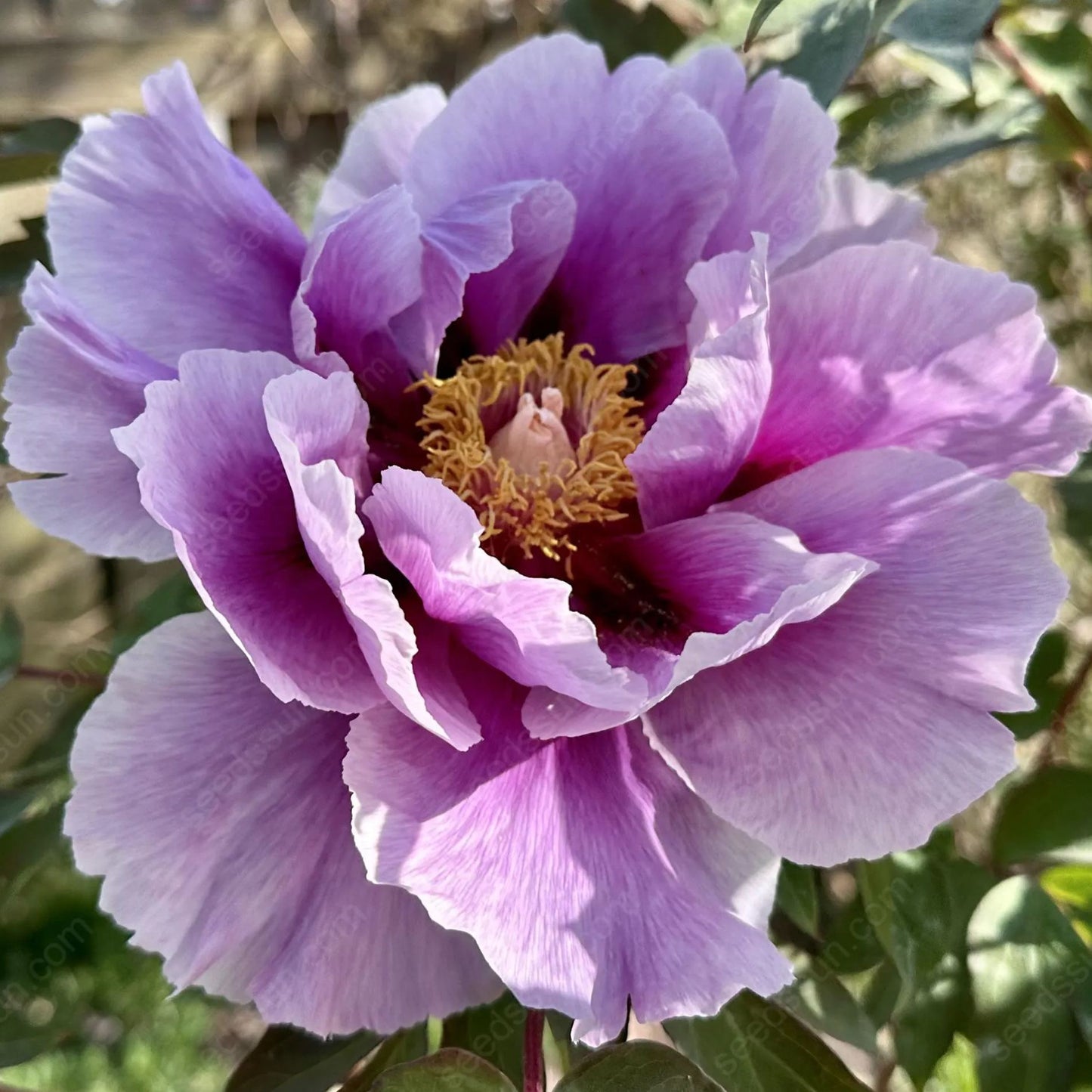 🌸 Redke čebulice plezajočih potonik🪴 Veliki, dvojni cvetovi, zmrzlinsko odporna trajnica, enostavna za gojenje, priljubljena vrtna rastlina
