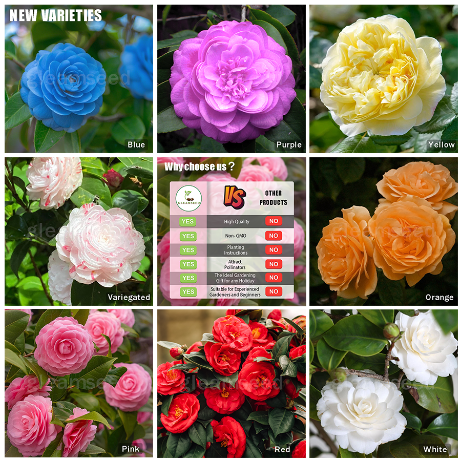 ✨Nasiona kwiatów kamelii – 8 romantycznych kolorów, piękno kwitnącego zimą