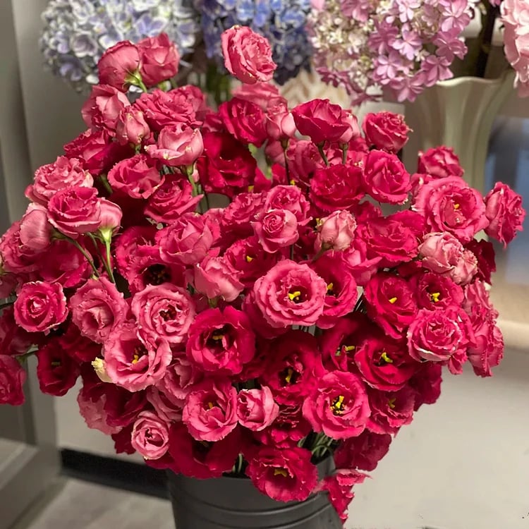 🔥Viimane müügipäev💝Eustoma Thornless Rose💐Lisianthus Seeds-EE
