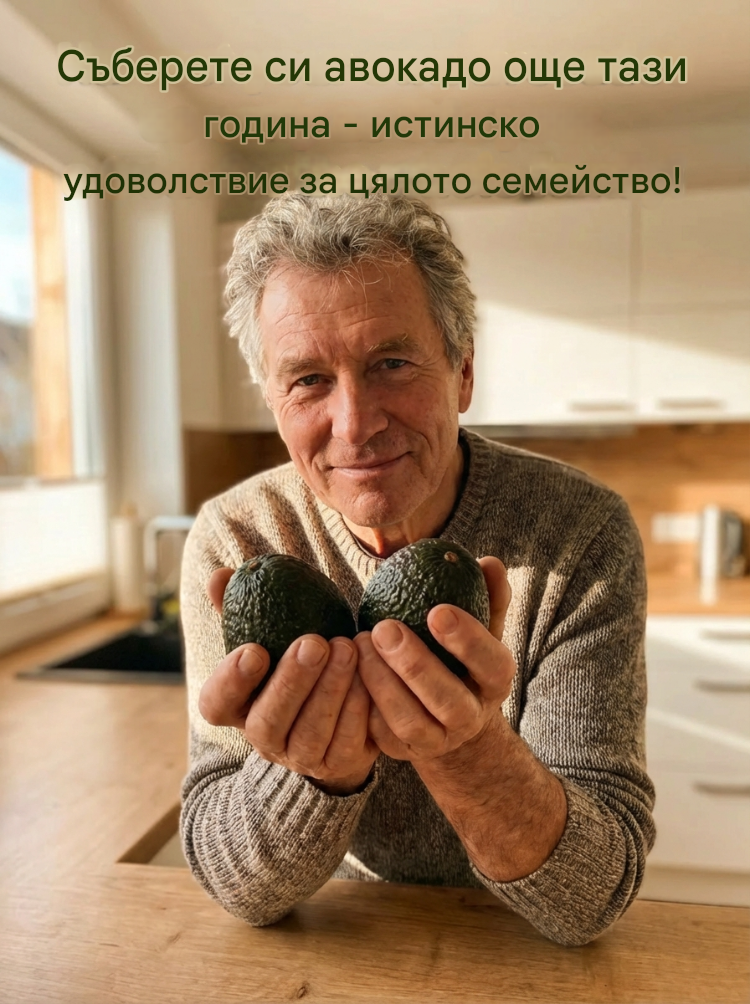 Разсад от мексиканско авокадо (плод от първата година)