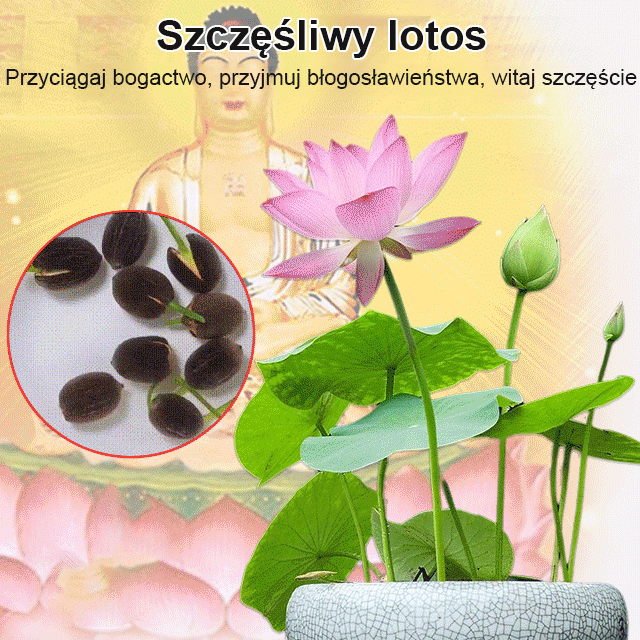 LOTUS™ – Nasiona ozdobnego lotosu wodnego