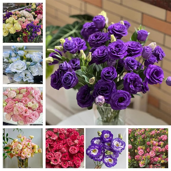 🔥Viimane müügipäev💝Eustoma Thornless Rose💐Lisianthus Seeds-EE