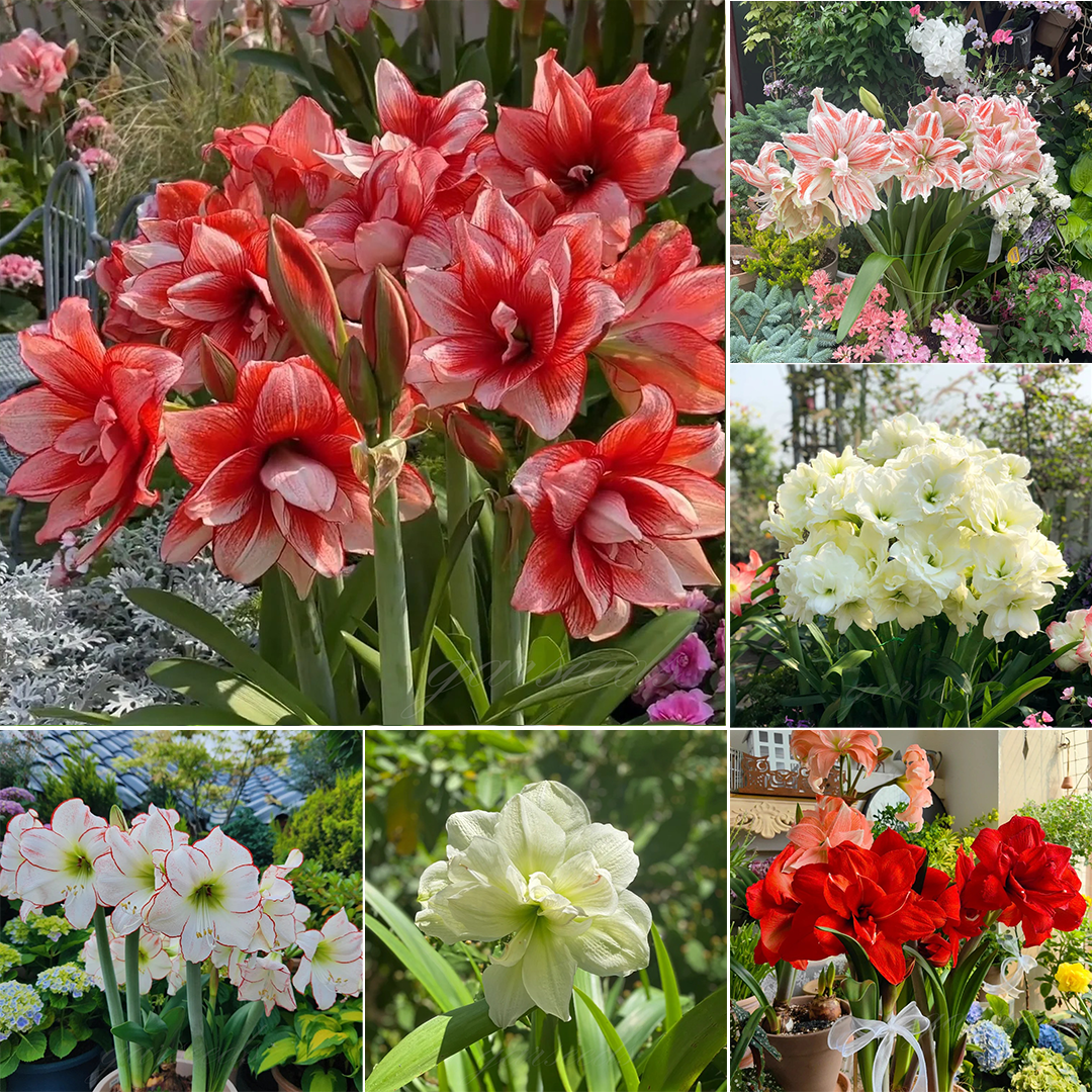 Луковици на амарилис с двоен цвят🌼