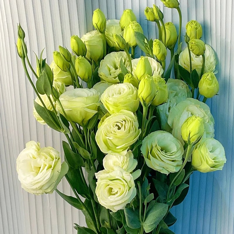 🔥Viimane müügipäev💝Eustoma Thornless Rose💐Lisianthus Seeds-EE