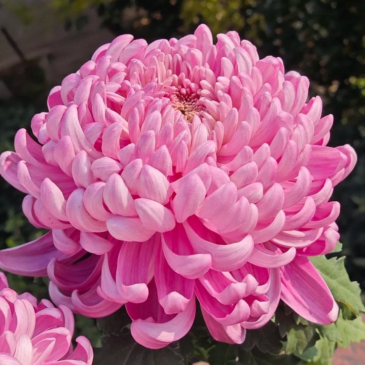 🌺Цвете на елегантността🌼Семена от гигантска хризантема