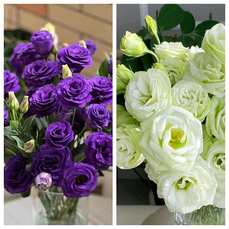 🔥Viimane müügipäev💝Eustoma Thornless Rose💐Lisianthus Seeds-EE