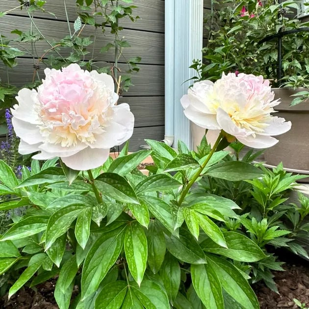 🔥ÚLTIMO DÍA 45% DE DESCUENTO🌺REINA DE LAS FLORES - DOBLE ESPUMA-ES