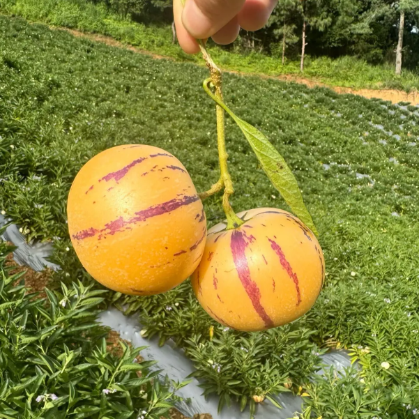 Ženšenni vili Pepino meloniseemned-Solanum Muricatum-EE