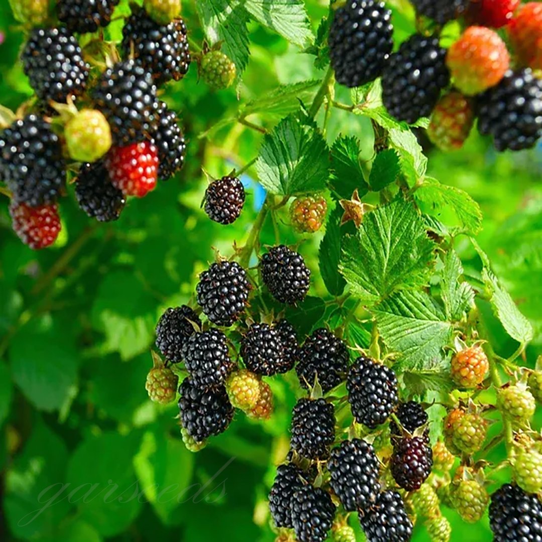 🍇🌿 Semená moruše – jednoduché pestovanie doma 🌱 Predaných už viac ako 10 000 balení semien🏆🏆-SK🏆