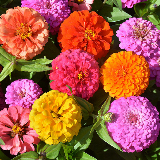 🌺Dvojna semena cinije v mešanih barvah