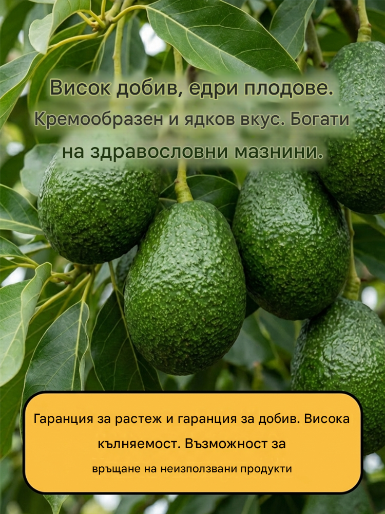 Разсад от мексиканско авокадо (плод от първата година)