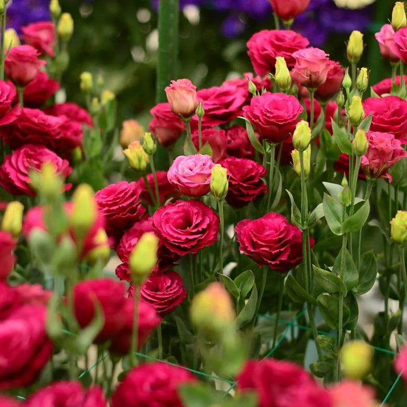 🔥Viimane müügipäev💝Eustoma Thornless Rose💐Lisianthus Seeds-EE