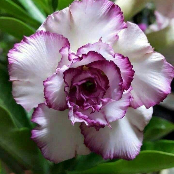 🎁Lukovice pustinjske ruže🌵Vrlo jednostavne za njegu! 🌸Lukovice Adenium Obesum-HR