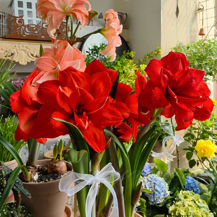 Луковици на амарилис с двоен цвят🌼
