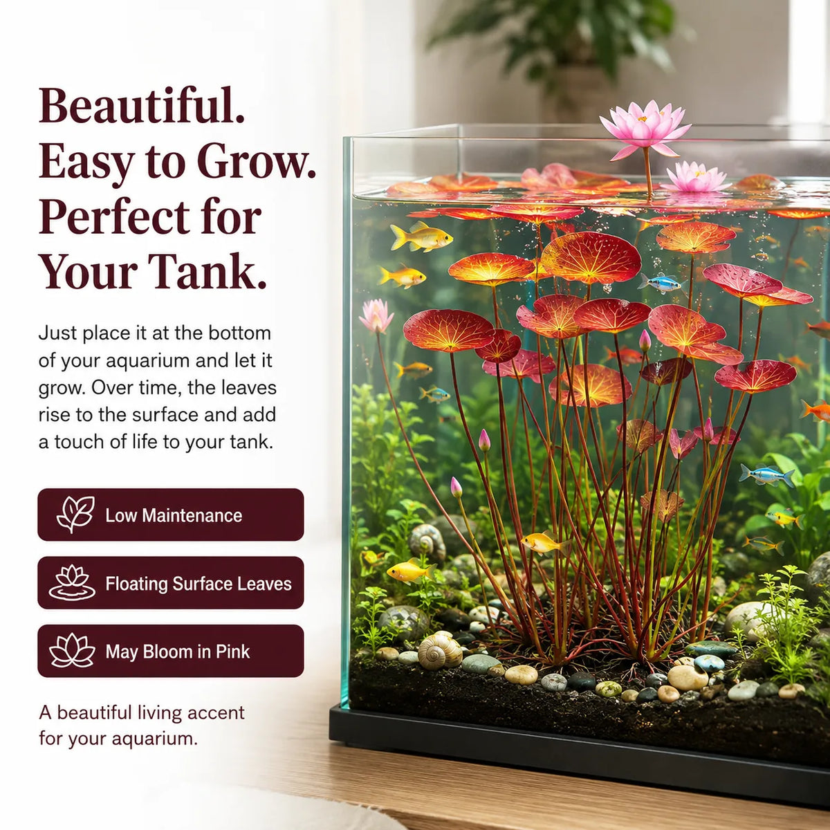 🐟Hydroponické korene červeného lotosu🌿 Premeňte svoje akvárium na živú záhradu-SK