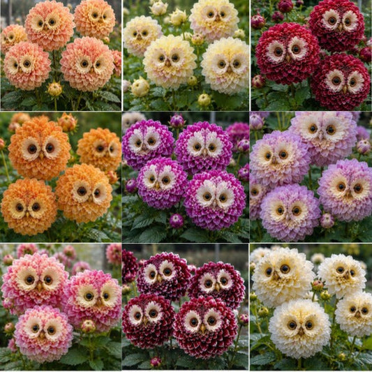 ✨ Čarobne rastline 🦉 Spoznajte čebulice dalije s sovookim očesom-SI