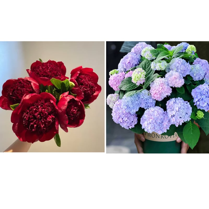 🔥ÚLTIMO DÍA 45% DE DESCUENTO🌺REINA DE LAS FLORES - DOBLE ESPUMA-ES